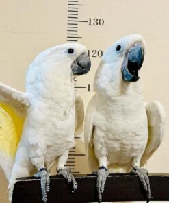 umbrella cockatoo for sale