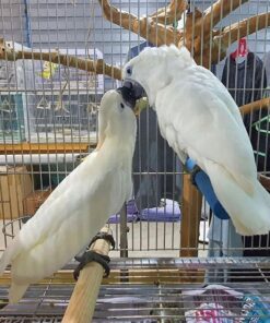 umbrella cockatoo for sale