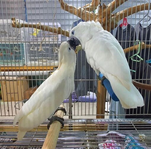 umbrella cockatoo for sale