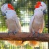 moluccan cockatoo