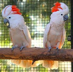 moluccan cockatoo