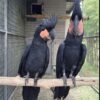 Black Palm Cockatoo For Sale