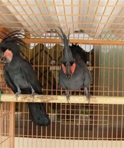 Black Palm Cockatoo For Sale