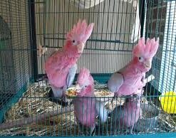 Galah Cockatoo For Sale