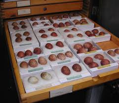 cockatoo eggs