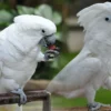 umbrella cockatoo for sale