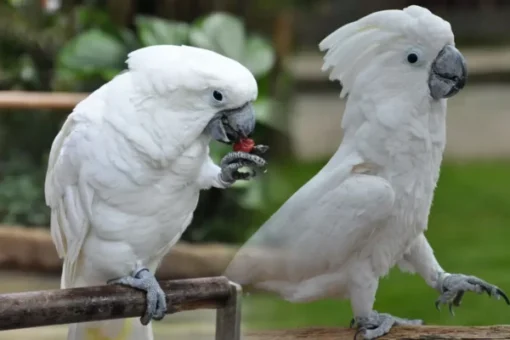 umbrella cockatoo for sale